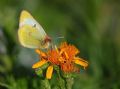 Colias palaeno